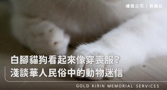 白腳貓狗看起來像穿喪服?淺談華人民俗中的動物迷信